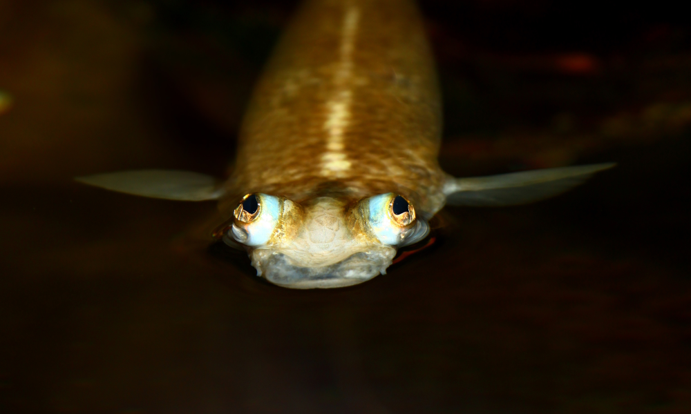 A close-up image of a fish’s face, with its eyes and mouth visible, swimming just below the surface of dark water.