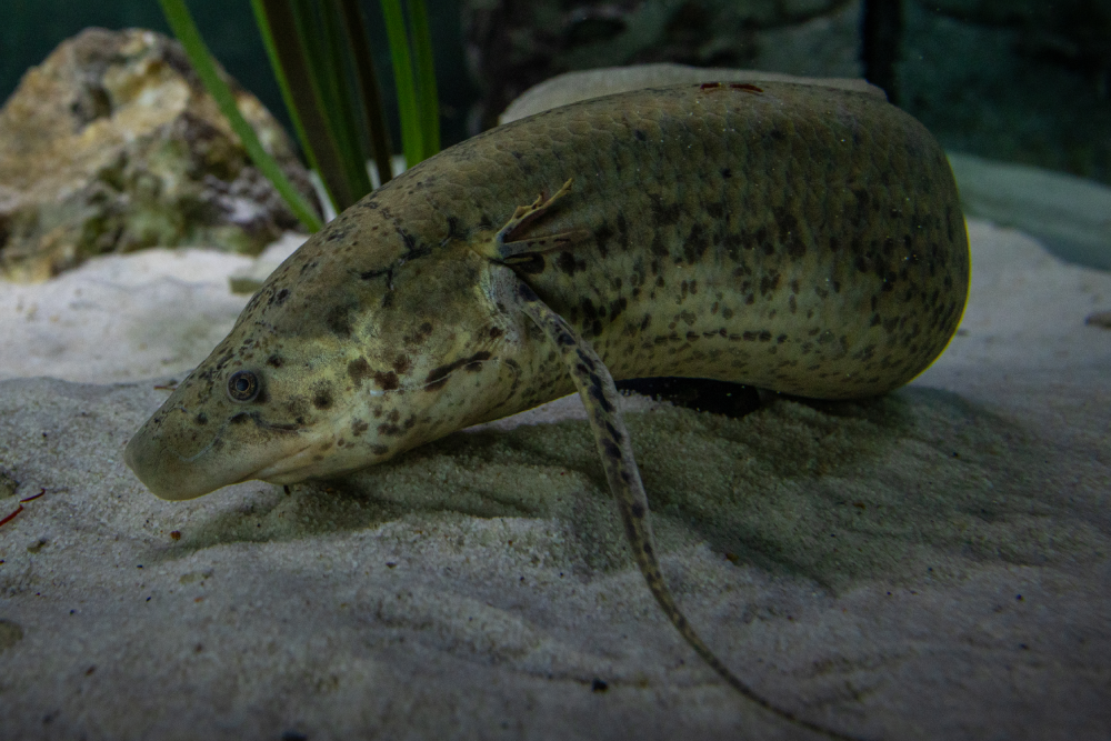A spotted lungfish rests on sandy substrate in an aquarium, surrounded by rocks and aquatic plants.