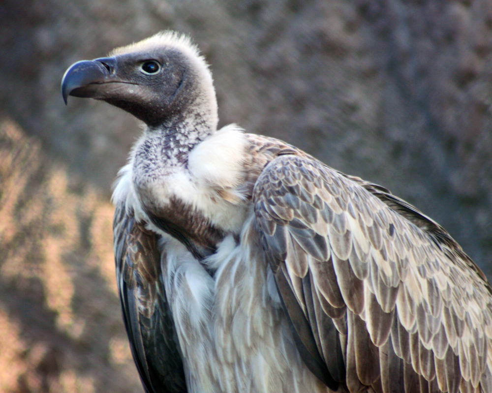 A close-up of a vulture with a hooked beak, mottled brown and white feathers, and a bare neck, standing against a blurred natural background.