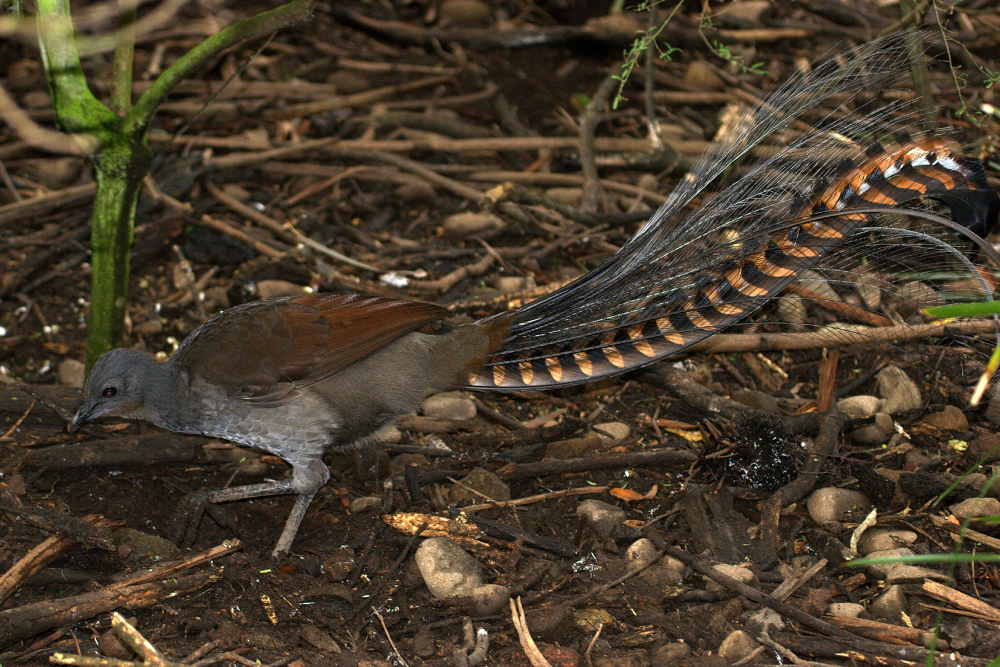A brown lyrebird with ornate, fan-shaped tail feathers walks on the forest floor, surrounded by twigs, leaves, and small plants.