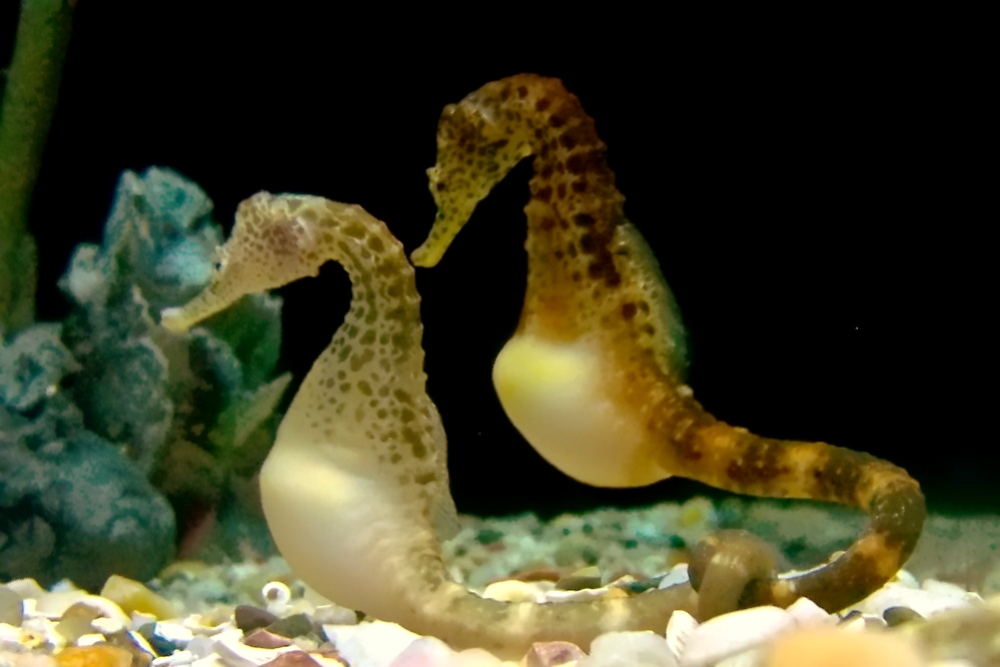 Two seahorses with spotted bodies face each other in an aquarium, surrounded by pebbles and aquatic plants.