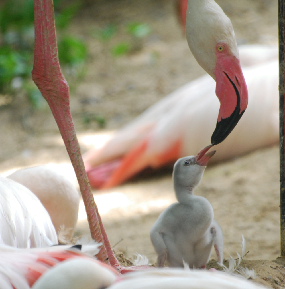 An adult flamingo bends down to touch beaks with a fluffy grey chick, surrounded by other flamingos, on sandy ground with some greenery in the background.