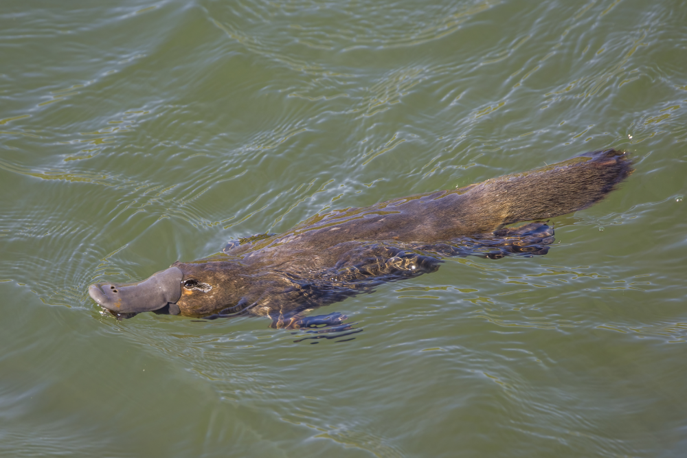 A platypus swims in clear green water, its bill, webbed feet, and flat tail visible as it glides near the surface.