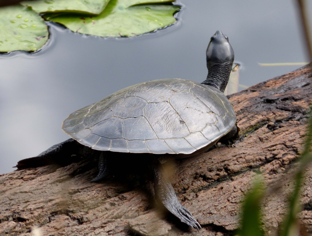 A turtle with a dark shell is resting on a log by the water, stretching its neck upward. Green lily pads are visible in the background.
