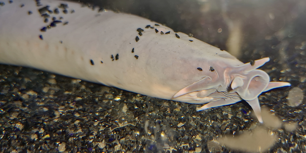 A close-up of a pale, eel-like hagfish on a dark speckled surface, with small black parasites on its body and around its mouth opening.