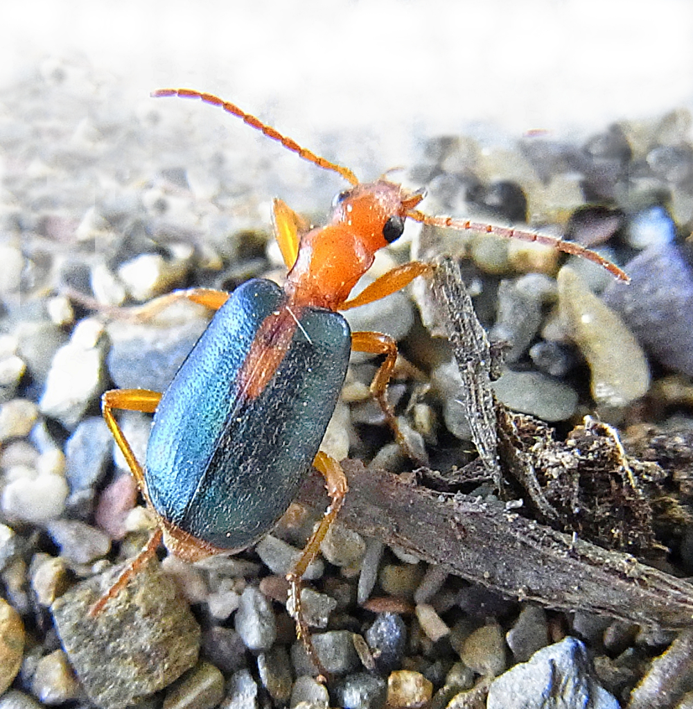 A close-up of a beetle with an orange head and legs, and metallic blue-green wing covers, walking on small pebbles and near a stick.