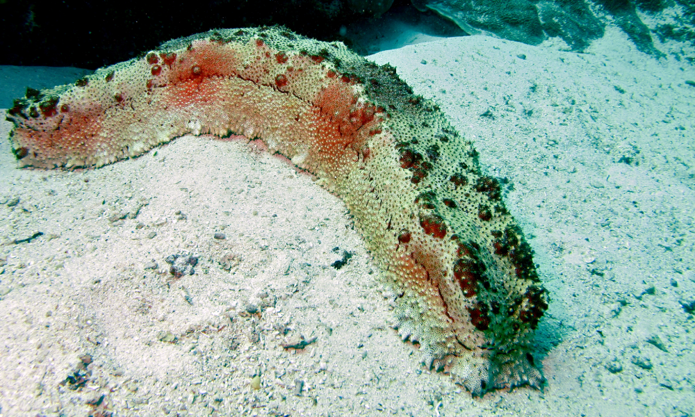 A sea cucumber with a bumpy, spotted surface lies on sandy ocean floor, blending with its surroundings.