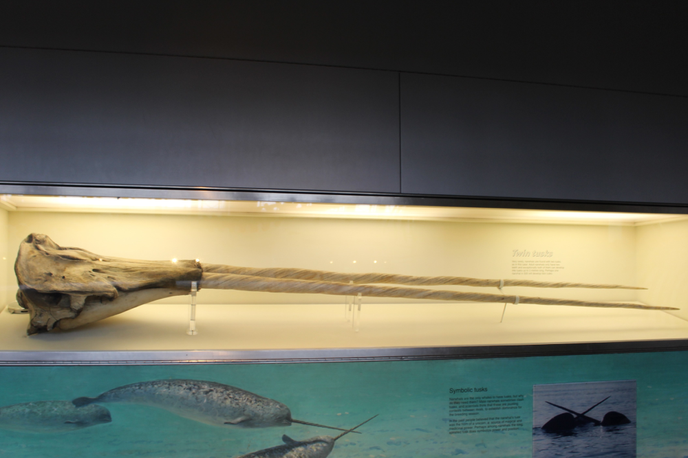 A display case with a long, spiral narwhal tusk mounted horizontally; a partial skull is attached. The background is neutral, and an informational panel is visible below.