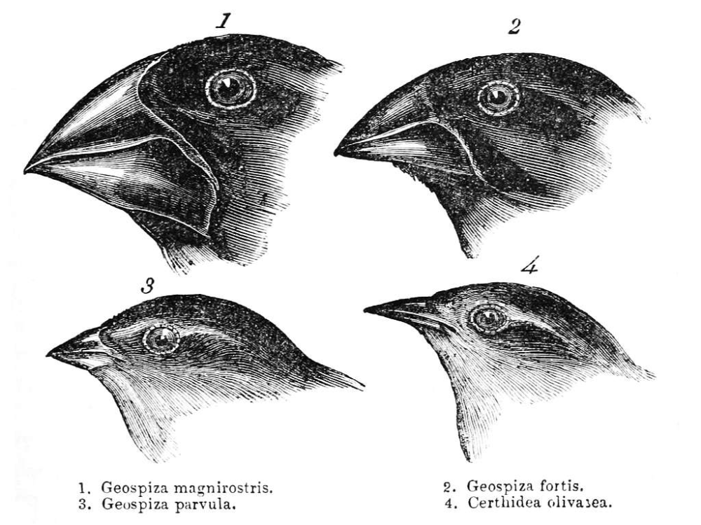 Four detailed line drawings of Darwin’s finch heads labeled 1 through 4, identifying species Geospiza magnirostris, Geospiza fortis, Geospiza parvula, and Certhidea olivacea.