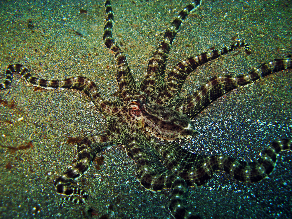 A dark, brown-spotted octopus resting on a sandy seabed.
