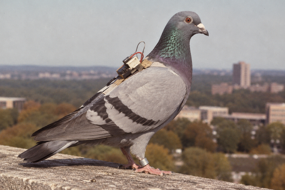 A pigeon standing on a ledge wearing a small electronic tracking device on its back.