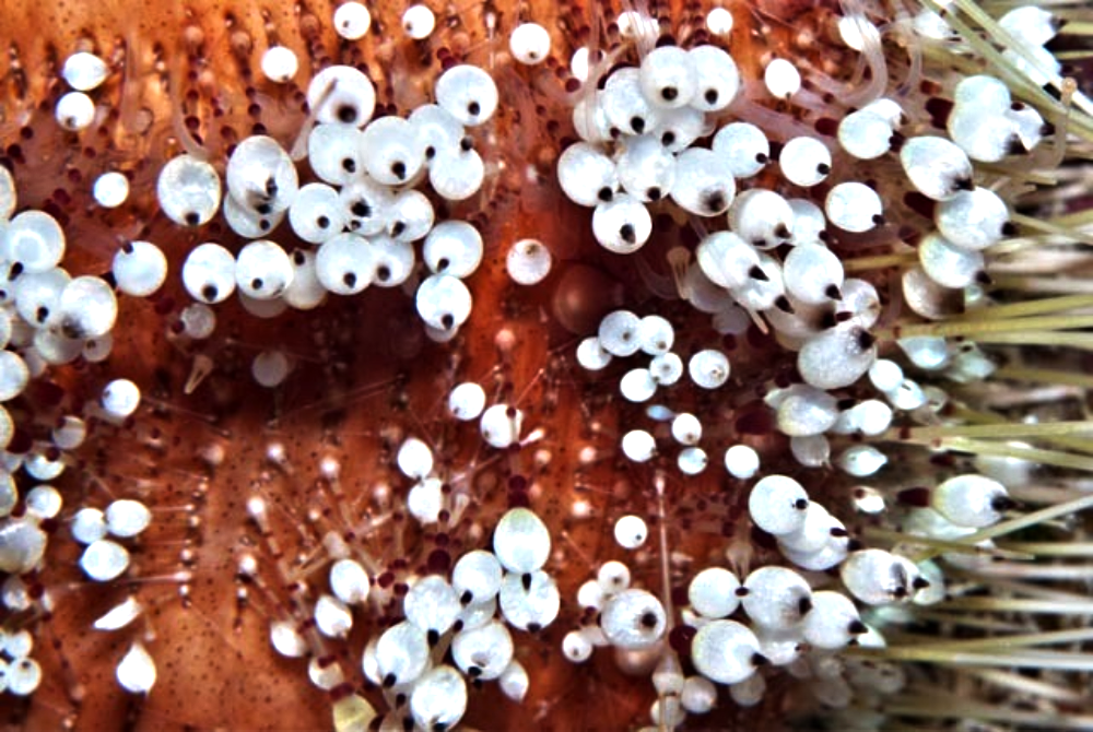 Close-up of a reddish-brown sea urchin shell covered in numerous small, translucent, globe-shaped pedicellariae with dark tips.