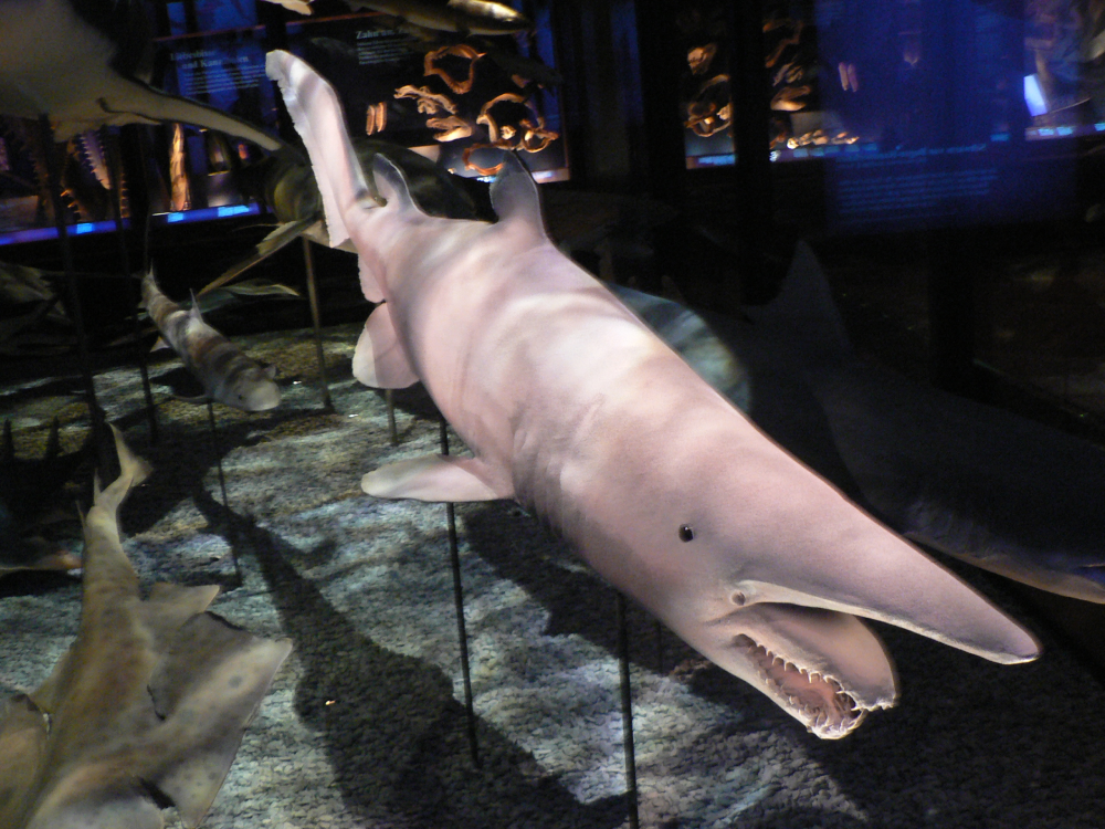 A taxidermy specimen of a goblin shark with its jaw partially extended in a museum display.