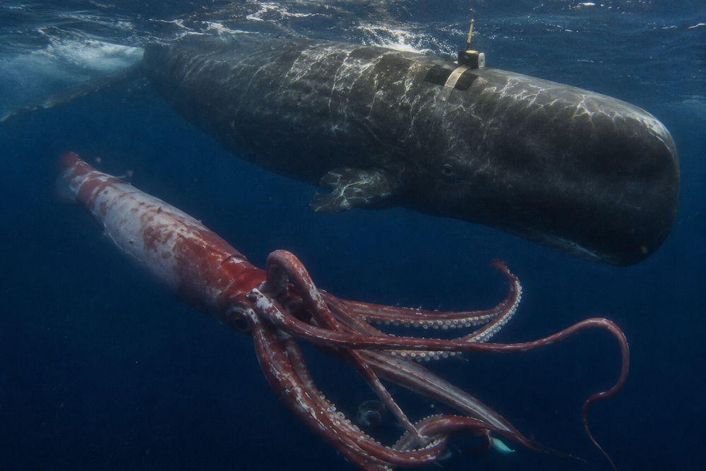 A large sperm whale with a tracking device attached to its back swims near a giant squid in the deep ocean.
