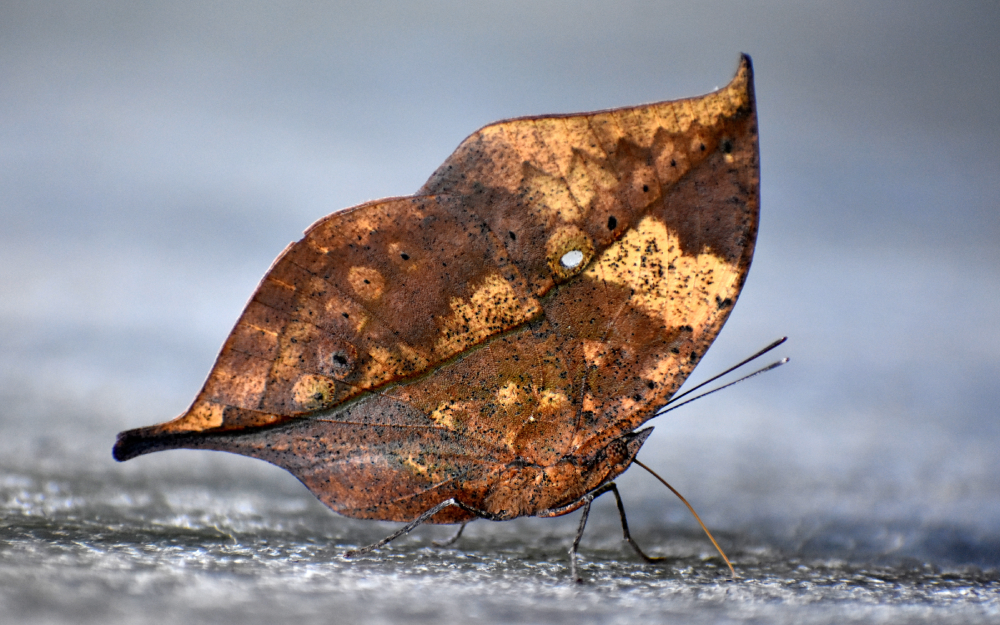 A Kallima butterfly with wings patterned like a dried brown leaf resting on a surface.