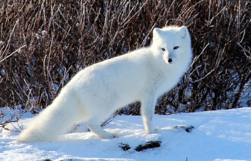 An arctic fox with a white coat standing on snow in front of bare winter bushes.