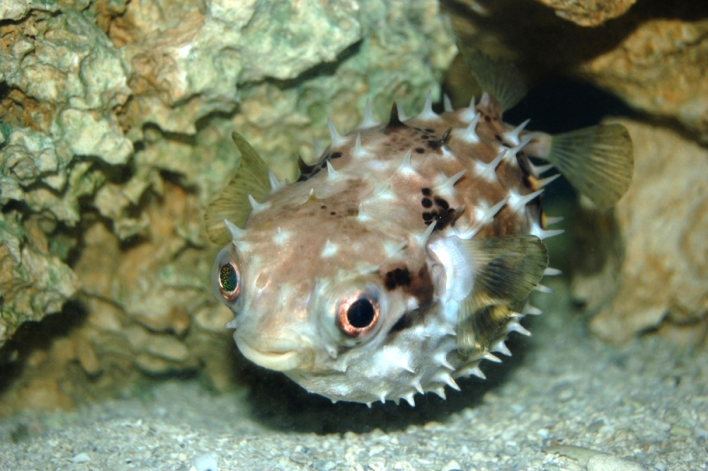 A spiky pufferfish swimming near a rocky reef.