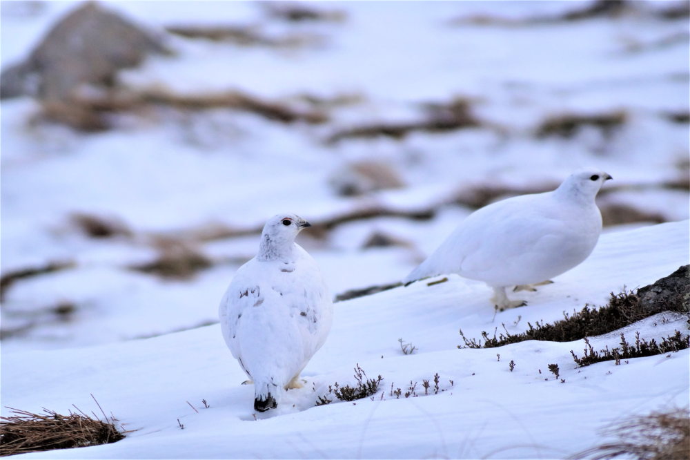 Two white ptarmigan standing in the snow.