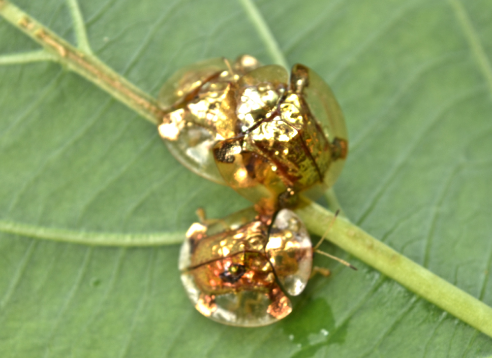 Two shiny, gold-colored tortoise beetles on a green leaf.