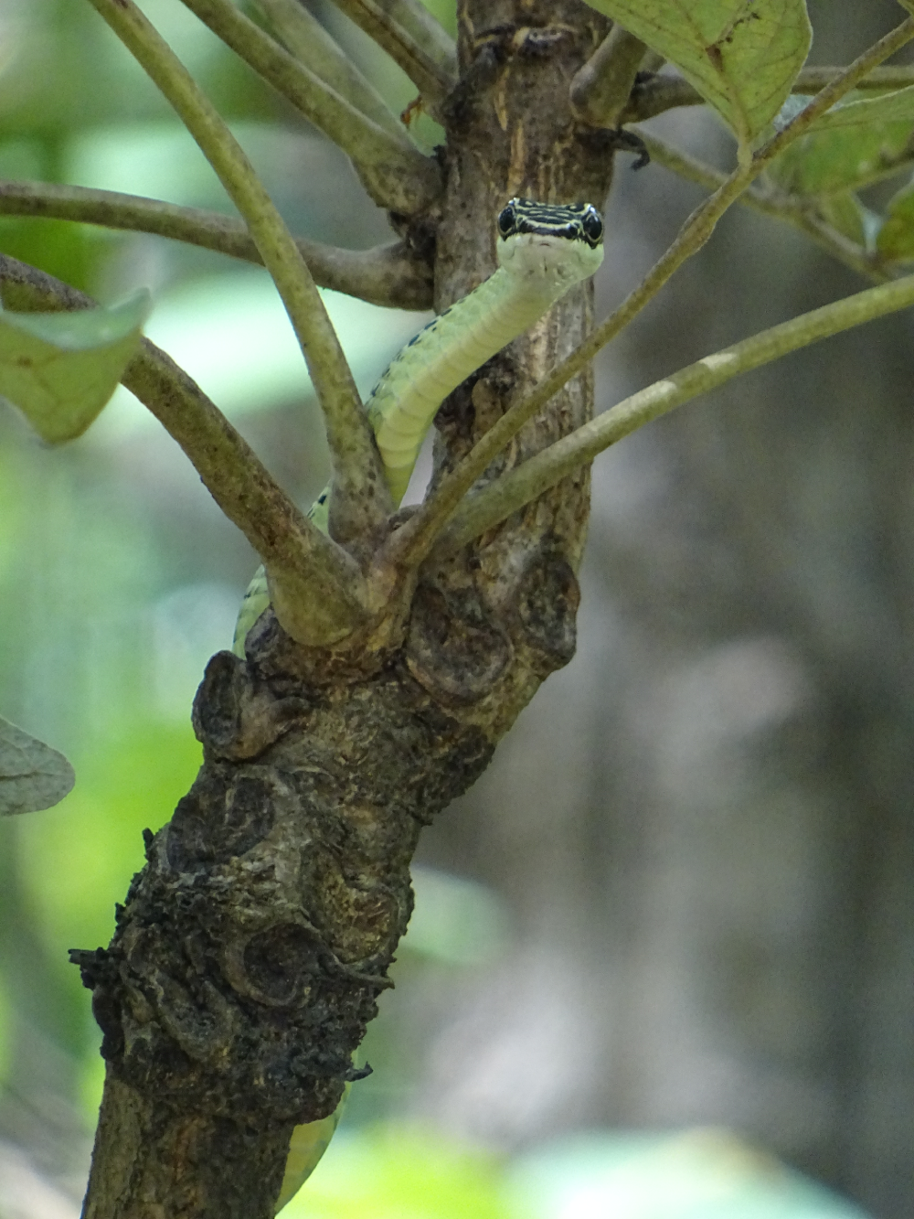 A green snake with black markings on its head coiled around a tree branch, looking directly at the camera.