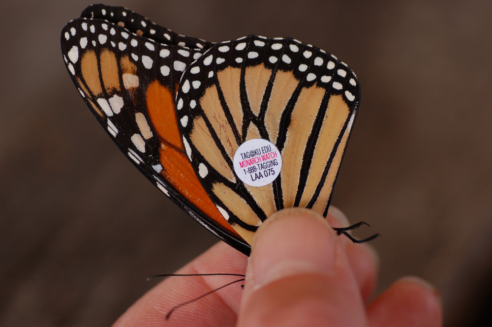 A person holding a monarch butterfly with a small research tag affixed to its wing, featuring the text “TAG@KU.EDU,” “MONARCH WATCH,” a phone number, and the ID code “LAA 075.”