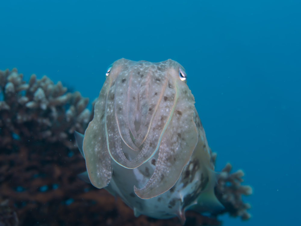 A cuttlefish swims in open water near a coral reef.