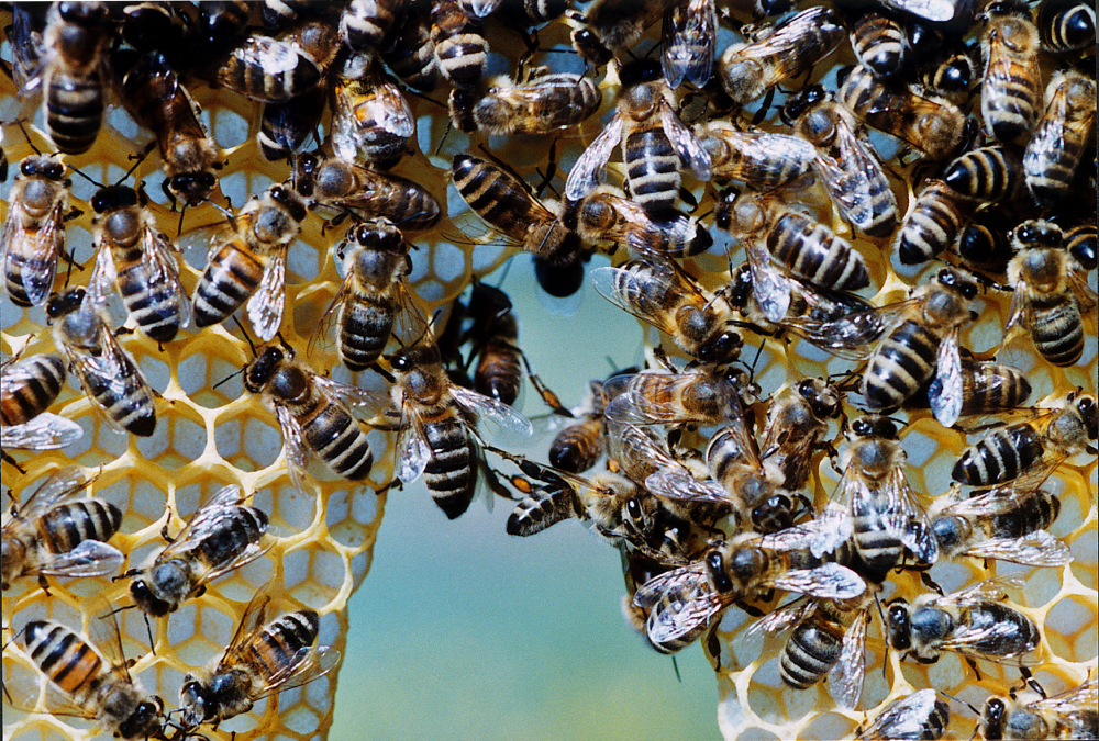 Many bees crawl over a honeycomb frame, with some bees working within the open hexagonal cells.