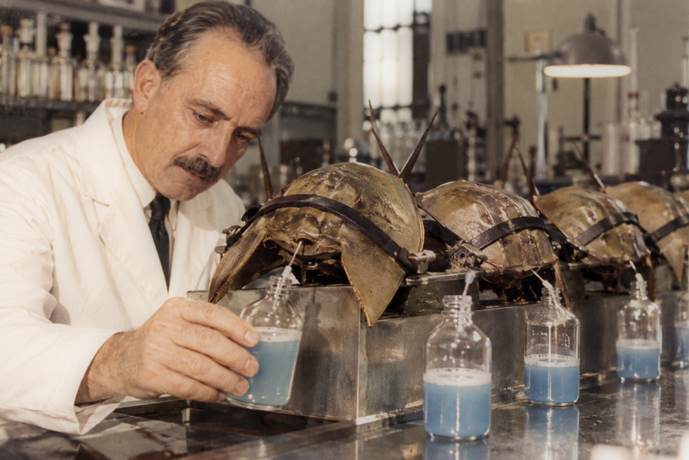 A laboratory technician in a white coat collects blue liquid from a series of horseshoe crabs strapped into a frame.
