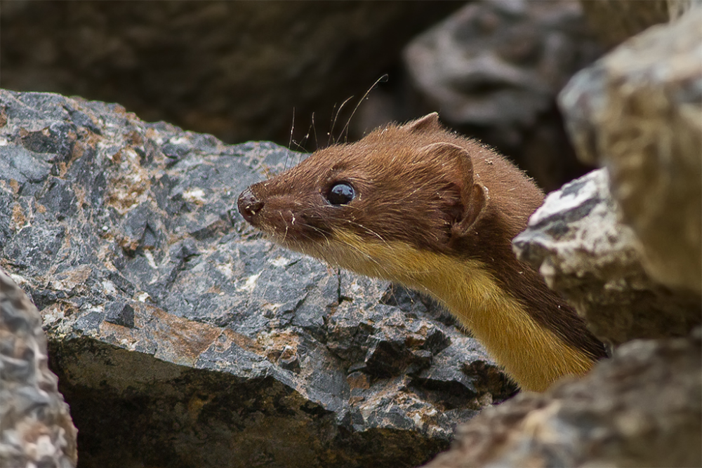A brown and cream weasel peeking out from between dark, jagged rocks.