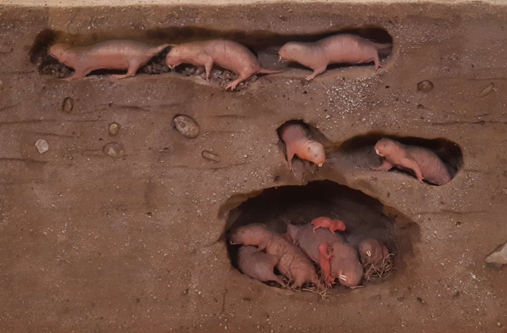 A cross-section view of a naked mole-rat colony living in connected dirt tunnels, with several individuals in the tunnels and a cluster huddling in a larger main chamber.