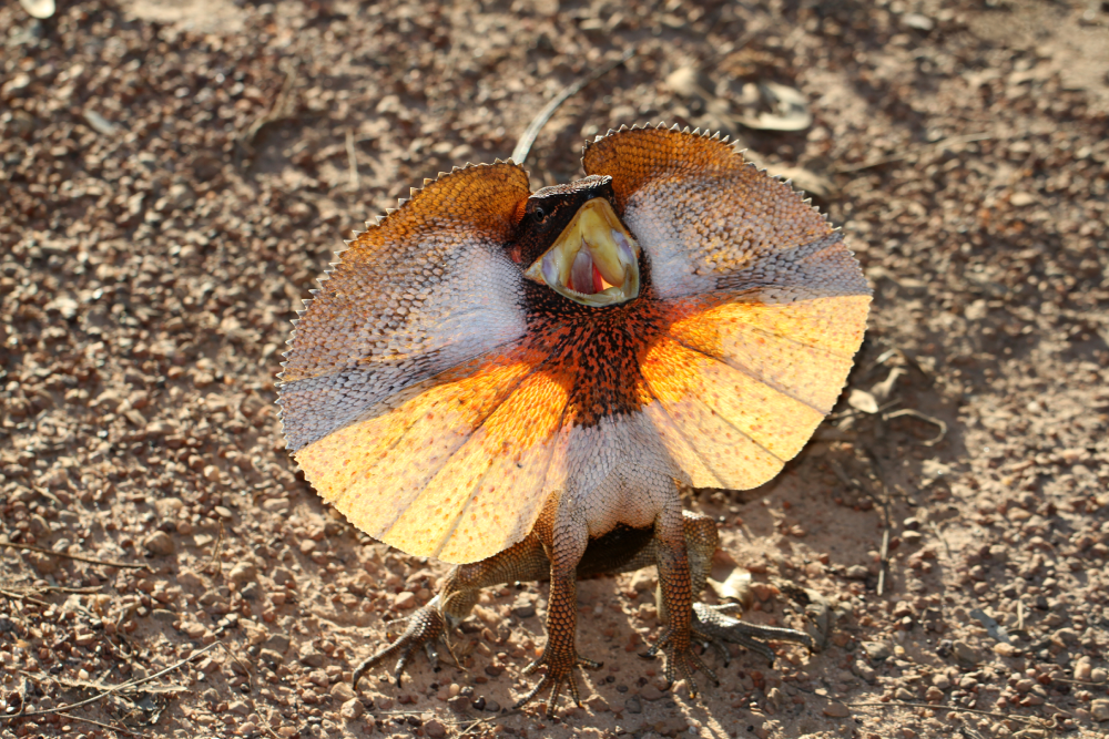A frilled-neck lizard stands on gravel with its large, orange and yellow neck frill fully extended and its mouth open.