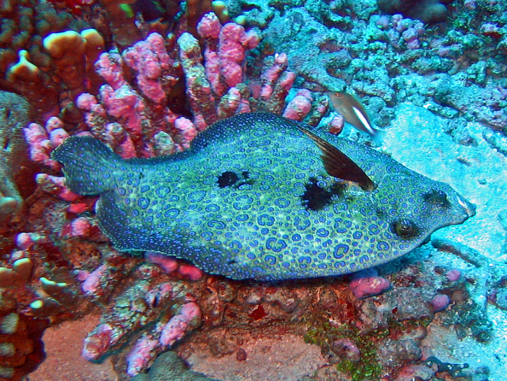 A blue-green peacock flounder with dark spots rests on a coral reef.