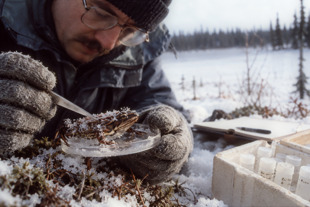 A scientist in gloves uses tweezers to examine a frog in a petri dish while kneeling in the snow near a frozen lake.