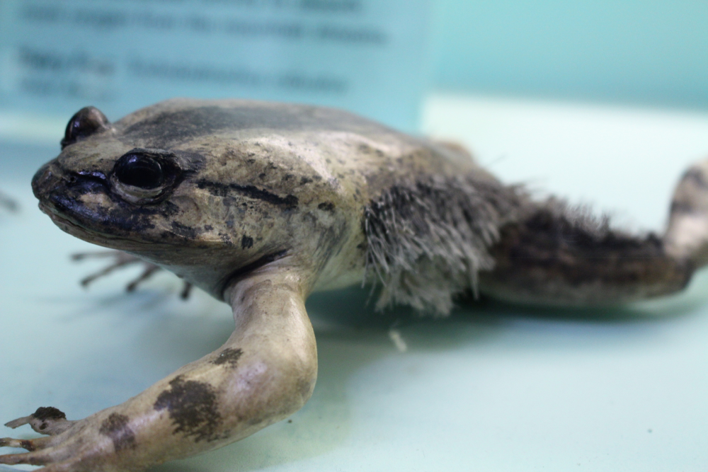 A preserved hairy frog with distinct hair-like structures along its sides.