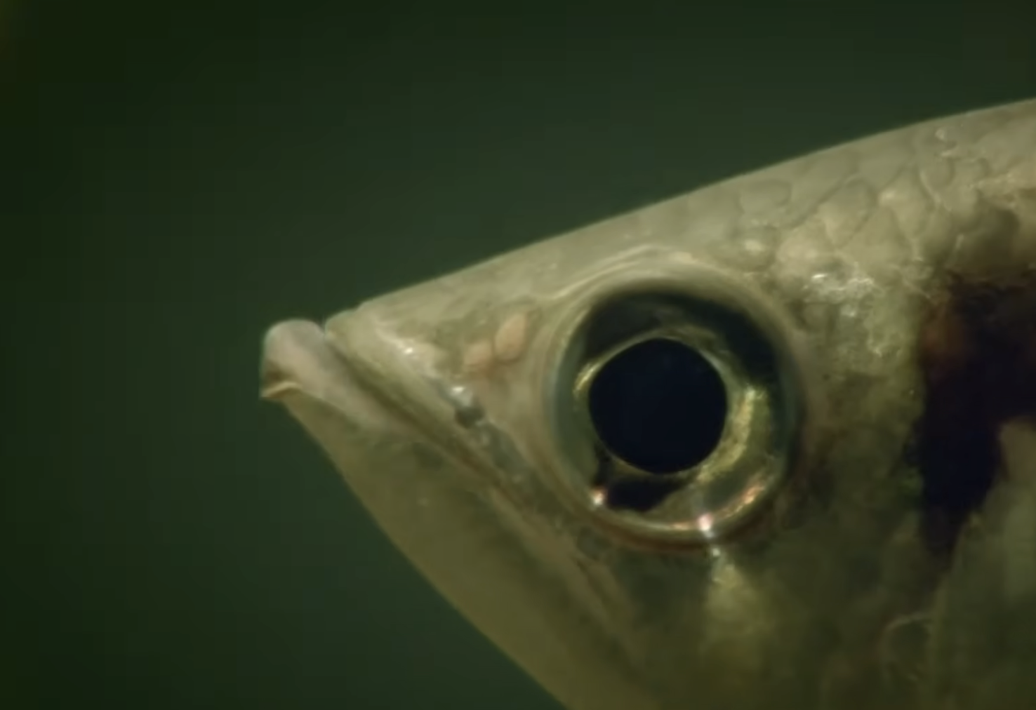 Close-up of a fish head, focusing on the eye and scales.