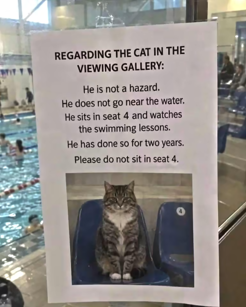 A sign in a swimming pool viewing gallery titled “Regarding the cat in the viewing gallery,” which explains that a cat sits in seat 4 to watch lessons and asks patrons not to sit there; below is a photo of a tabby cat sitting in that seat.