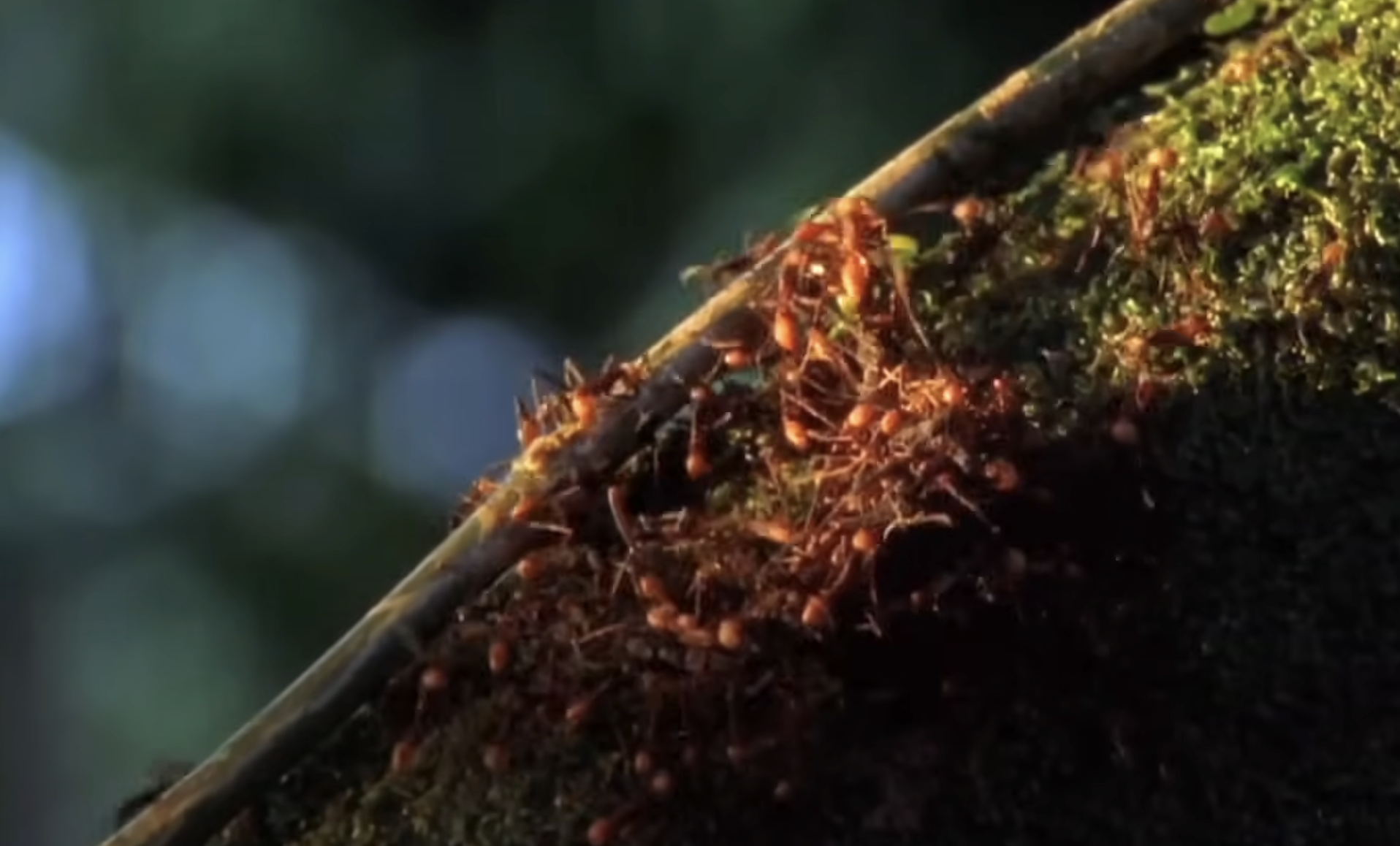 A group of orange ants climbing on a mossy branch.