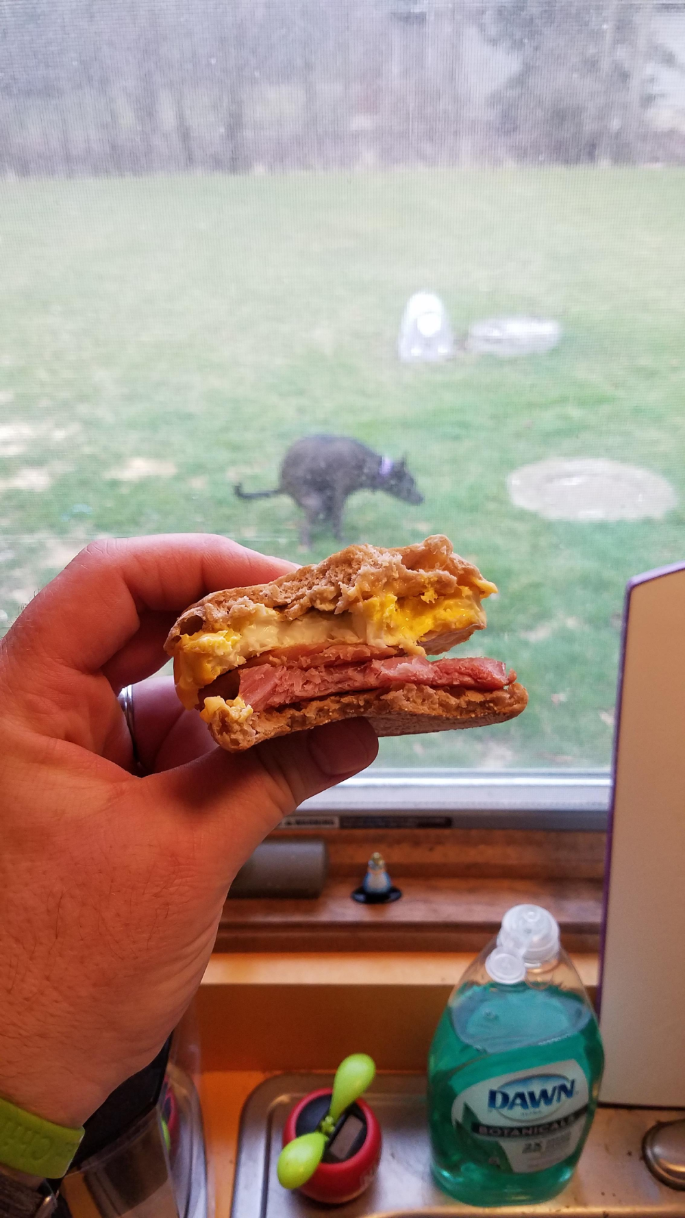 A hand holds a breakfast sandwich containing egg and ham, with a dog visible through the window in the background.