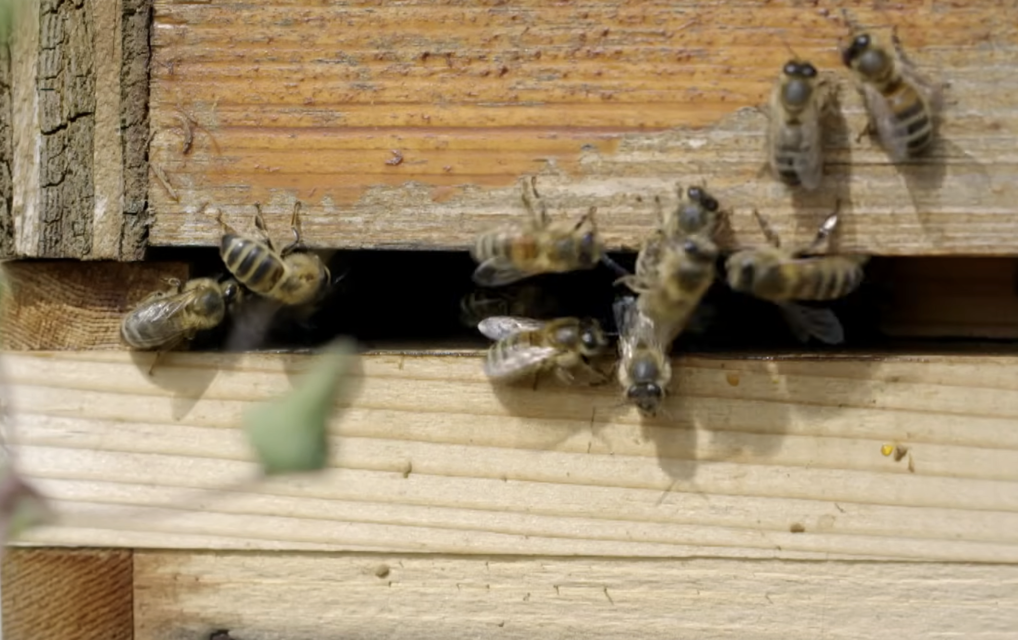 Several honeybees crawl around the entrance of a wooden beehive.