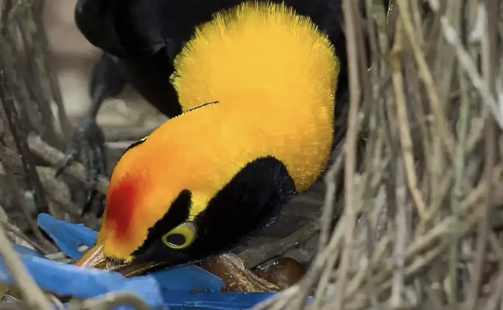 A male regent bowerbird with black plumage and a bright yellow crown examining blue plastic items inside a nest of twigs.