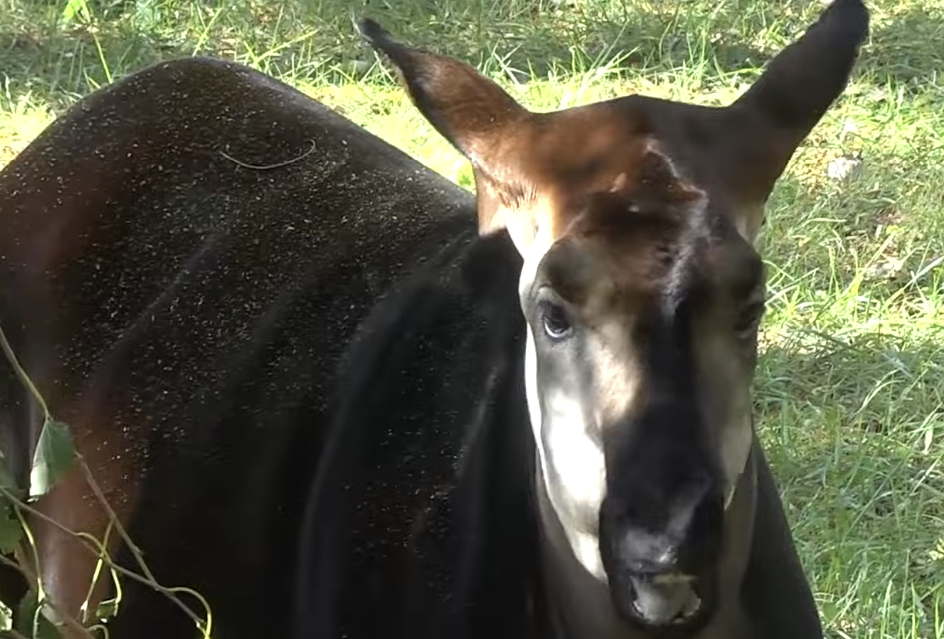 An okapi with its distinctive dark body and striped legs resting in the grass.