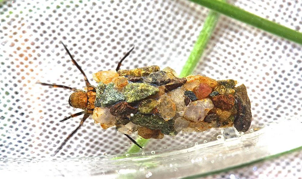 A caddisfly larva inside a protective case made of small pebbles and sand grains.