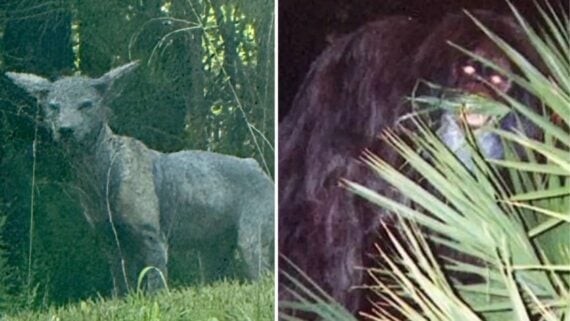 A split image showing a gray, canine-like animal on the left and a large, dark, hairy creature with glowing eyes partially obscured by foliage on the right.