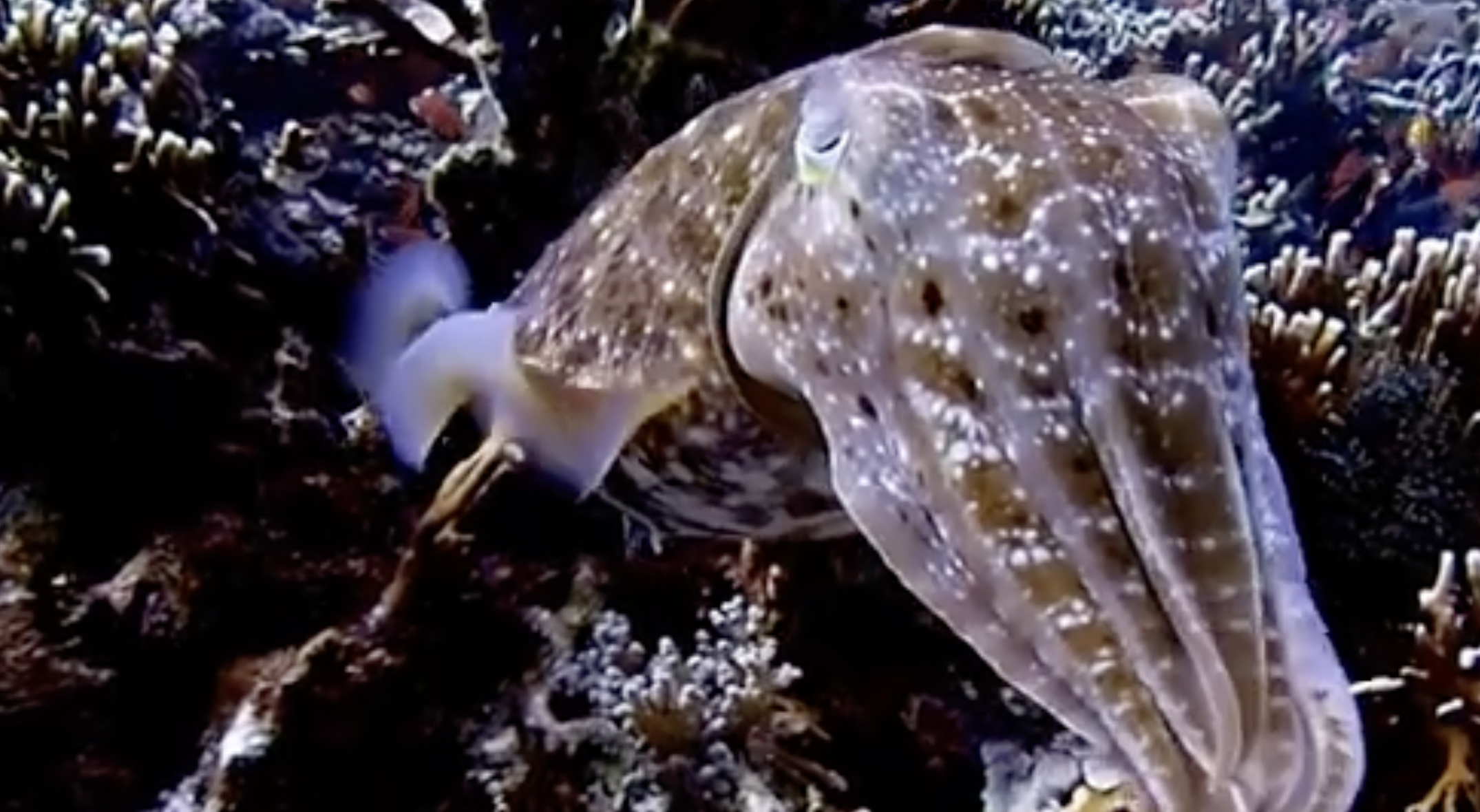 A mottled brown cuttlefish swims near a coral reef.