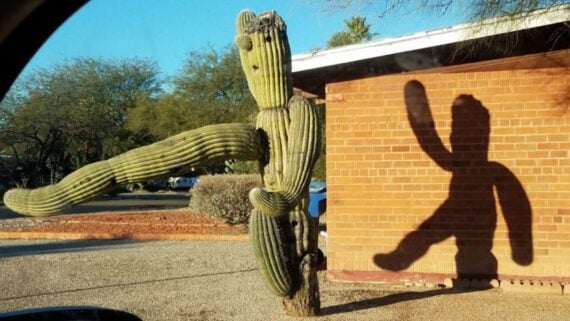 A saguaro cactus with an arm bent at an angle that casts a shadow resembling a person performing a karate kick on a brick wall.