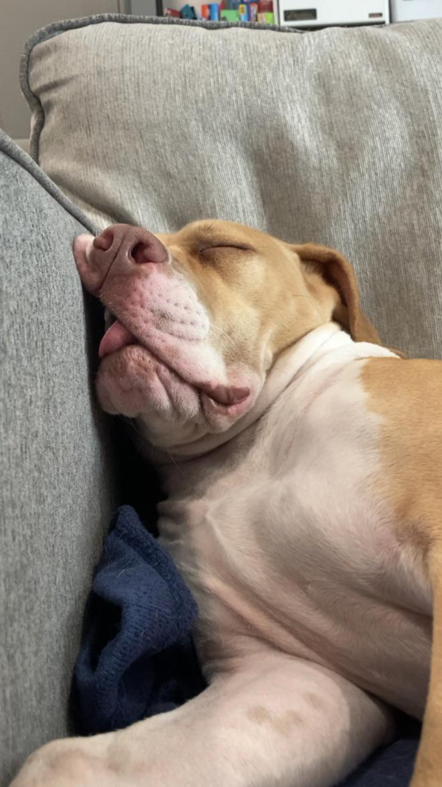A light brown and white dog is sleeping on a couch with its tongue sticking out slightly, leaning against the cushion.