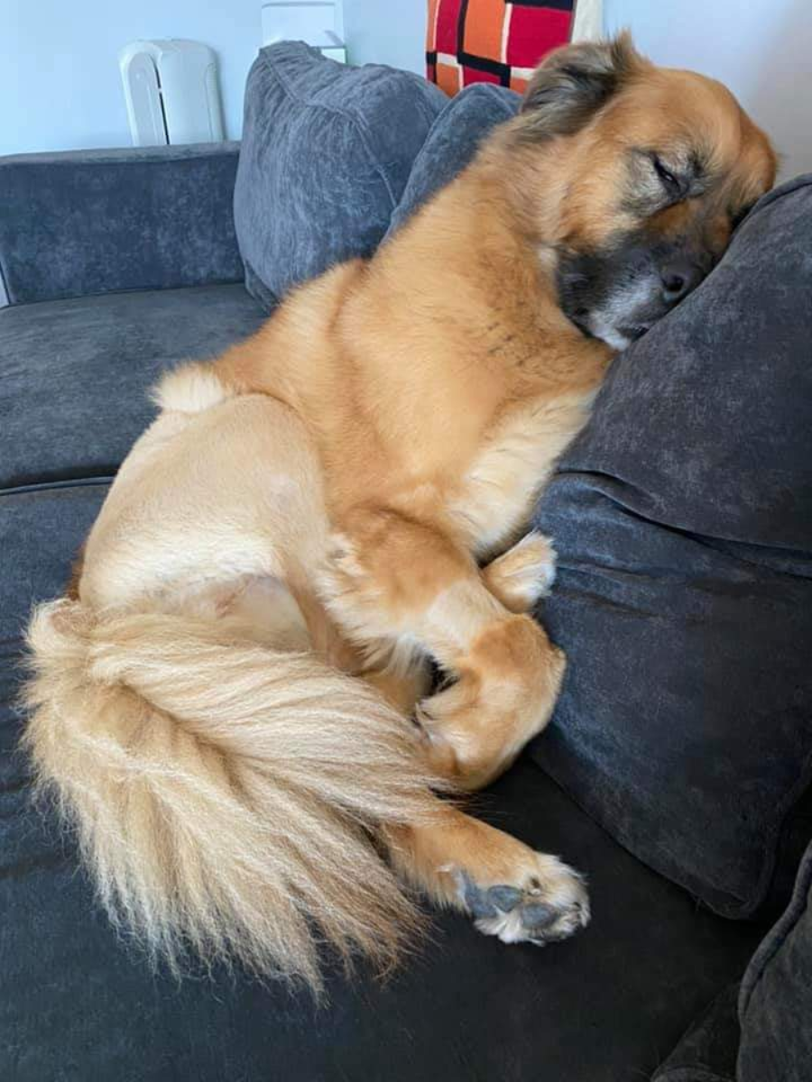 A large, fluffy brown dog is sleeping on a dark gray couch, resting its head on the armrest with its legs curled up comfortably.