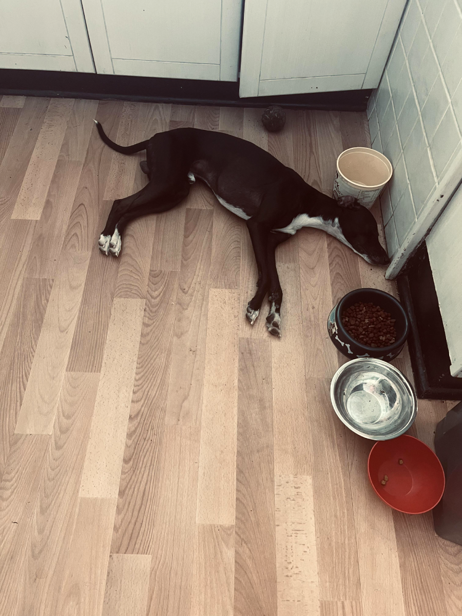A black and white dog lies on a kitchen floor with its head near a food bowl, next to water, food, and a red bowl. The background shows cabinets and white tiled walls.