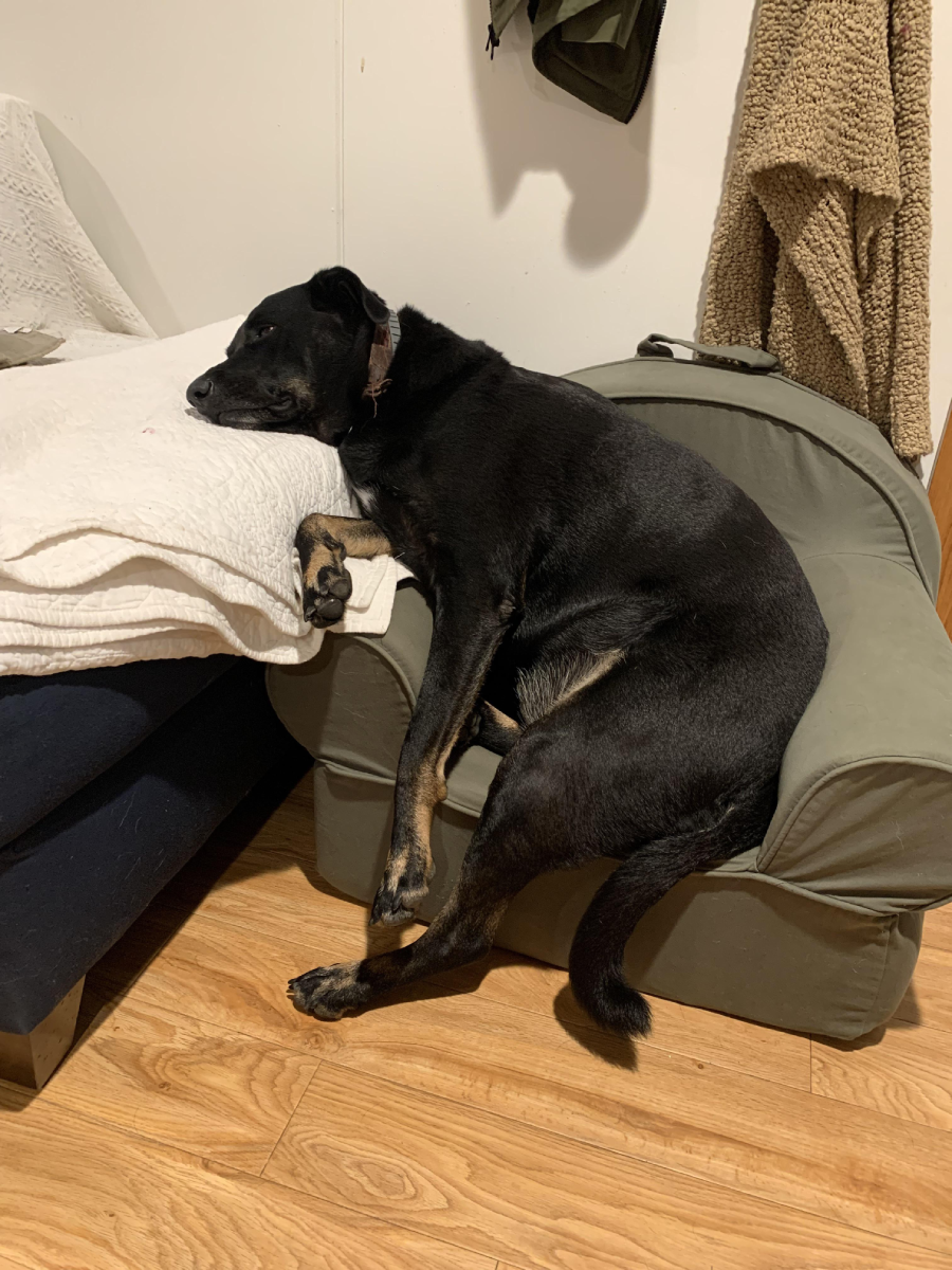 A black dog lies half on a small green pet couch and half on a white blanket-covered sofa, appearing relaxed with legs draped over both surfaces.