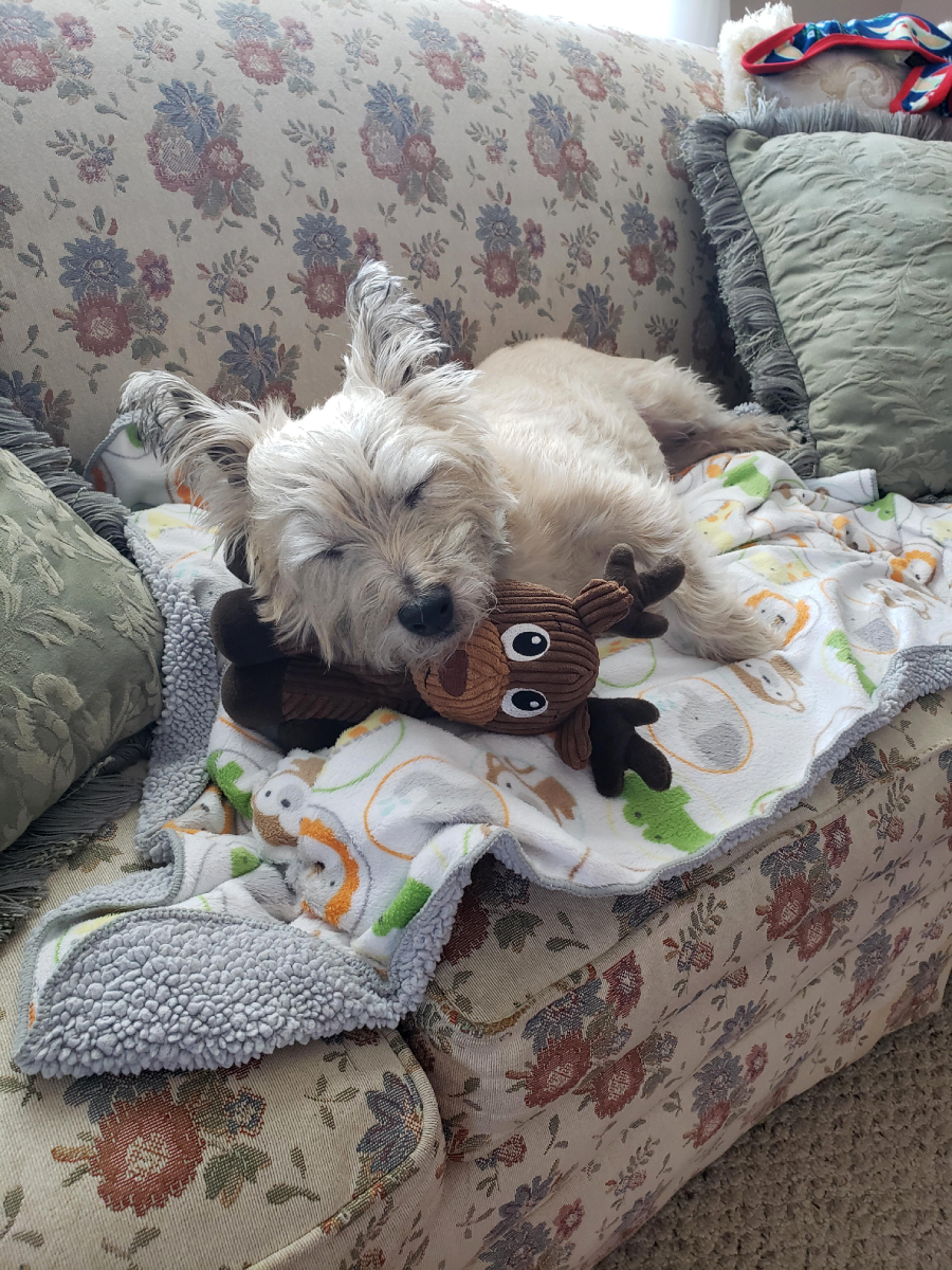 A small, light-colored dog sleeps on a blanket-covered couch, cuddling a brown plush moose toy. The dog looks cozy and peaceful, surrounded by patterned pillows.